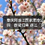 重庆阿蓬江国家湿地公园：群鹭归来 逐江“起舞”（图3）