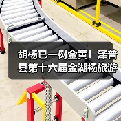 胡杨已一树金黄！泽普县第十六届金湖杨旅游文化季邀您来品（图2）