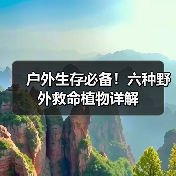 户外生存必备!六种野外救命植物详解(图3) 户外生存必备!六种野外救命植物详解(图3)