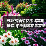 苏州赏油菜花不堵车地推荐 阳澄湖莲花岛攻略（图2）