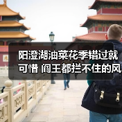 阳澄湖油菜花季错过就可惜 阎王都拦不住的风景(图1) 阳澄湖油菜花季错过就可惜 阎王都拦不住的风景(图1)
