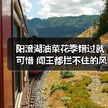 阳澄湖油菜花季错过就可惜 阎王都拦不住的风景(图2) 阳澄湖油菜花季错过就可惜 阎王都拦不住的风景(图2)