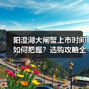 阳澄湖大闸蟹上市时间如何把握?选购攻略全解析(图2) 阳澄湖大闸蟹上市时间如何把握?选购攻略全解析(图2)