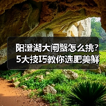 阳澄湖大闸蟹怎么挑？5大技巧教你选肥美鲜嫩的好蟹（图4）