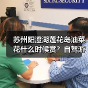 苏州阳澄湖莲花岛油菜花什么时候赏？自驾游攻略（图1）