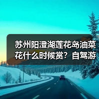 苏州阳澄湖莲花岛油菜花什么时候赏？自驾游攻略（图4）