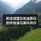 阳澄湖莲花岛油菜花：别样浪漫与美味共存（图1）