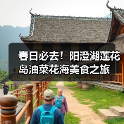 春日必去！阳澄湖莲花岛油菜花海美食之旅（图3）